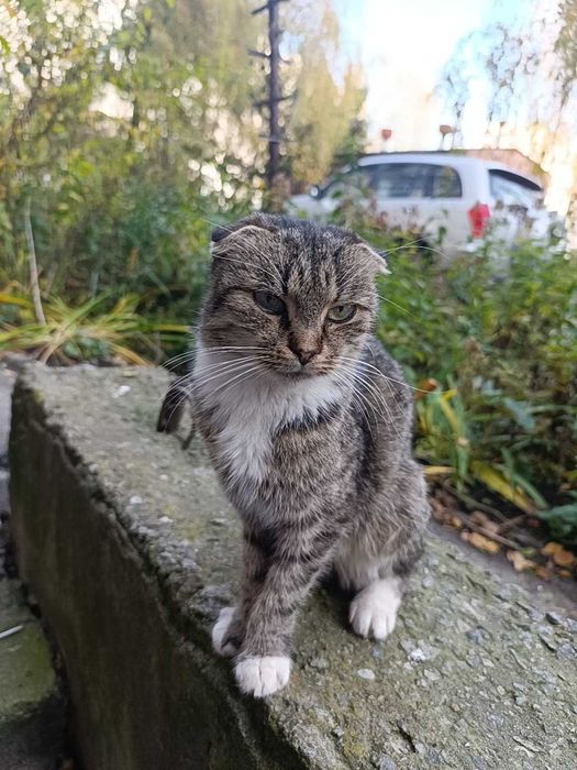 Віддам кицю в добрі руки