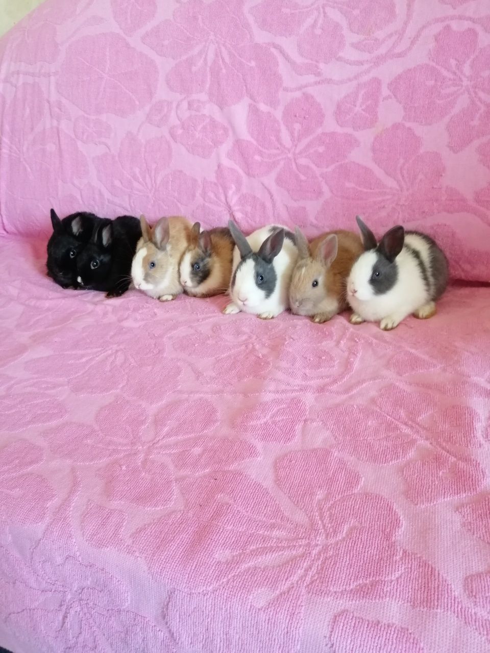 Króliczki karzełki króliki miniaturki