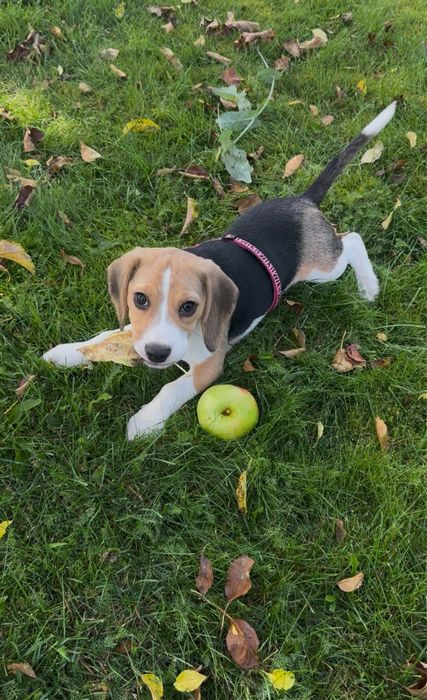 Beagle piekna 3-miesieczna sunia