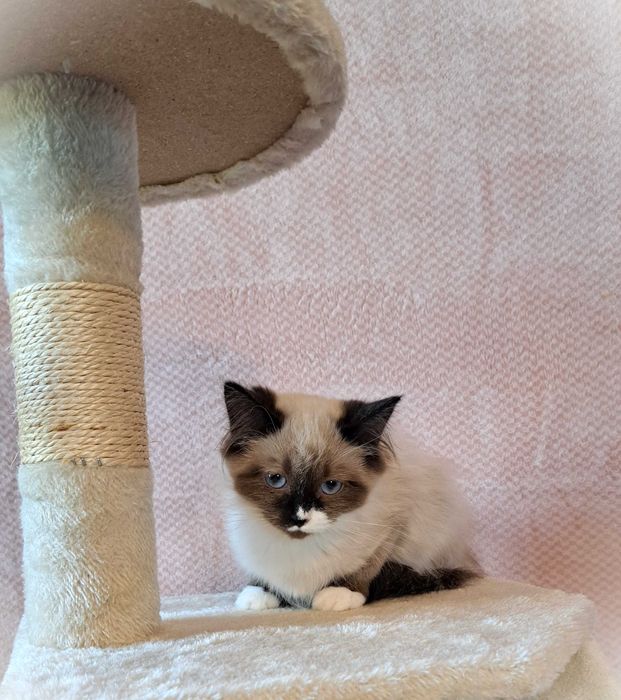 Kocurek Neva Masquerade – żółta obróżka, Nacho