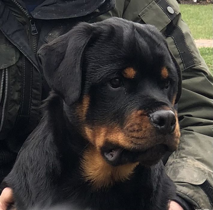 Мама папа чемпіони