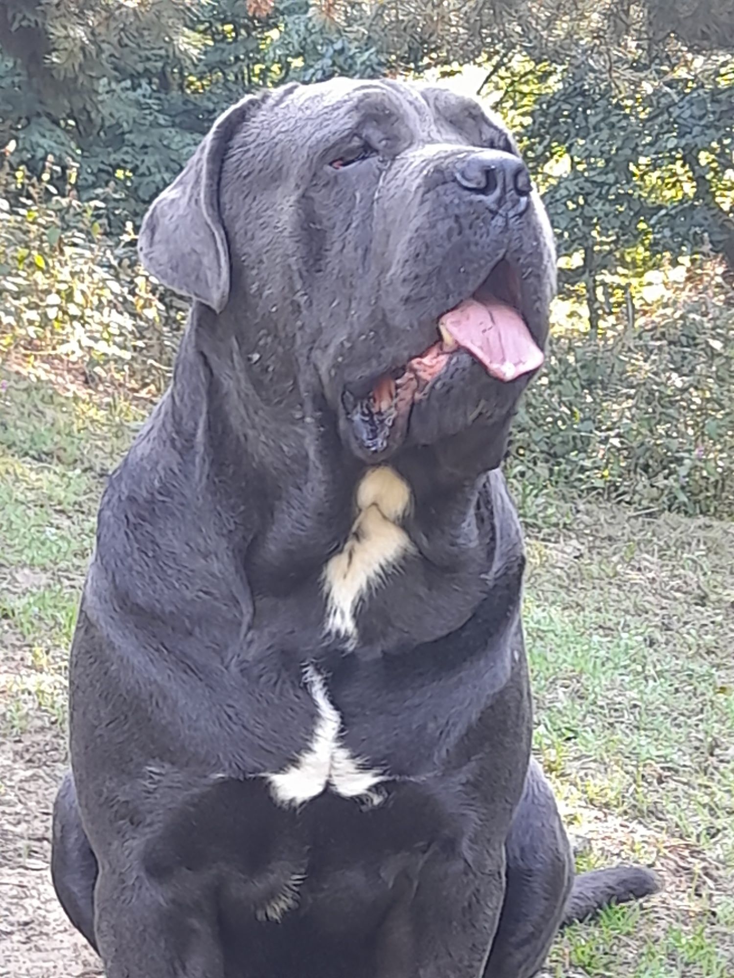 Cane corso suczka