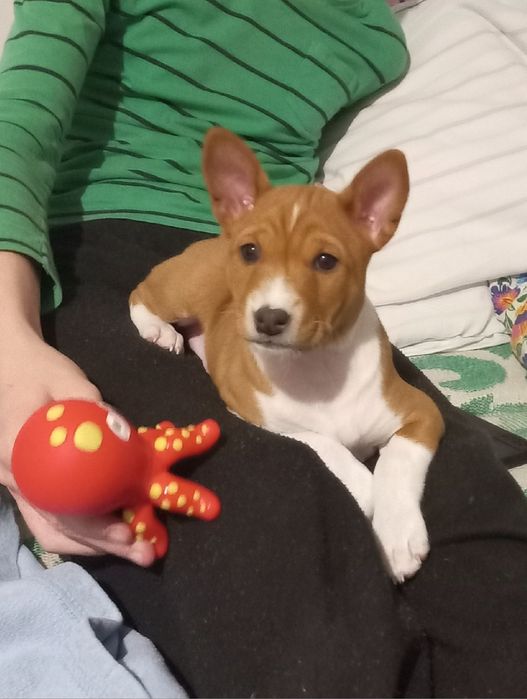 Basenji FCI/ZKwP suczka