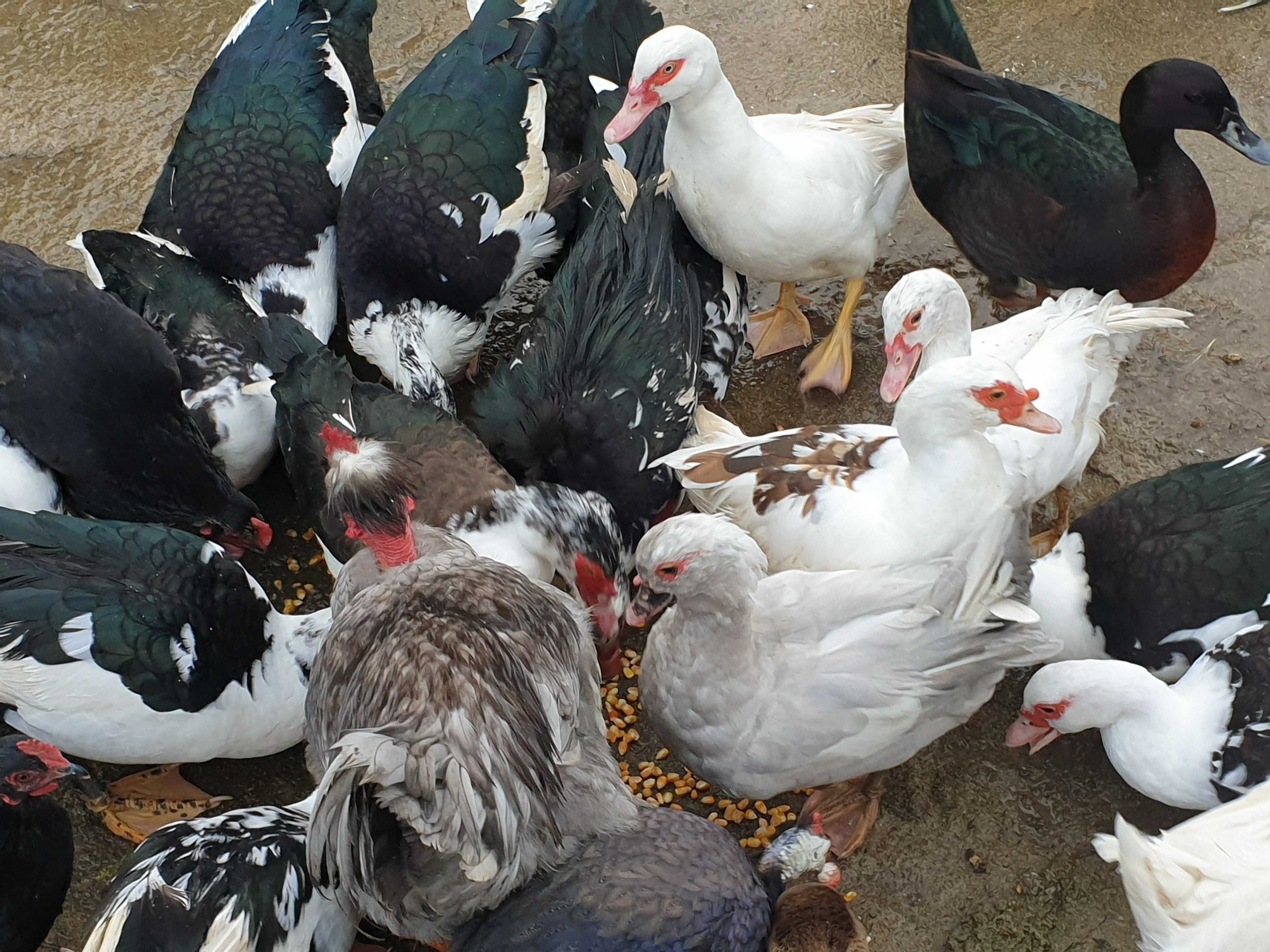 Patos galinhas perus gansos