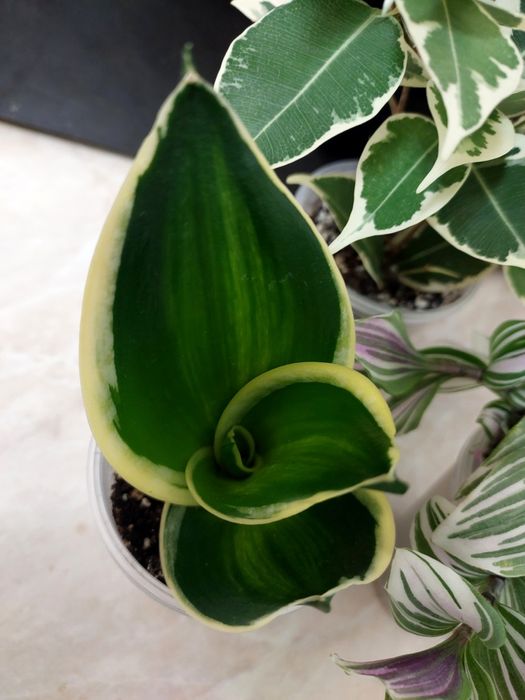 Бенджаміна Твілайт Сансевієрія Ханні Пагода варієгатна Традисканція