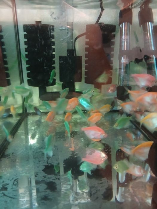 Akwarium tetra danio Turek