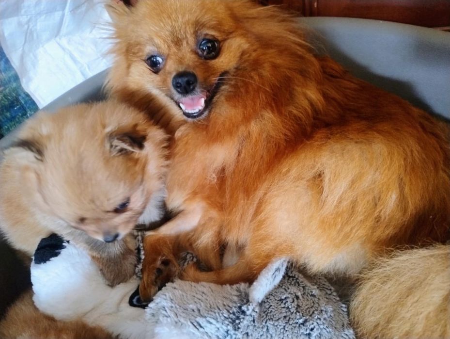 Szpic miniaturowy Pomeranian