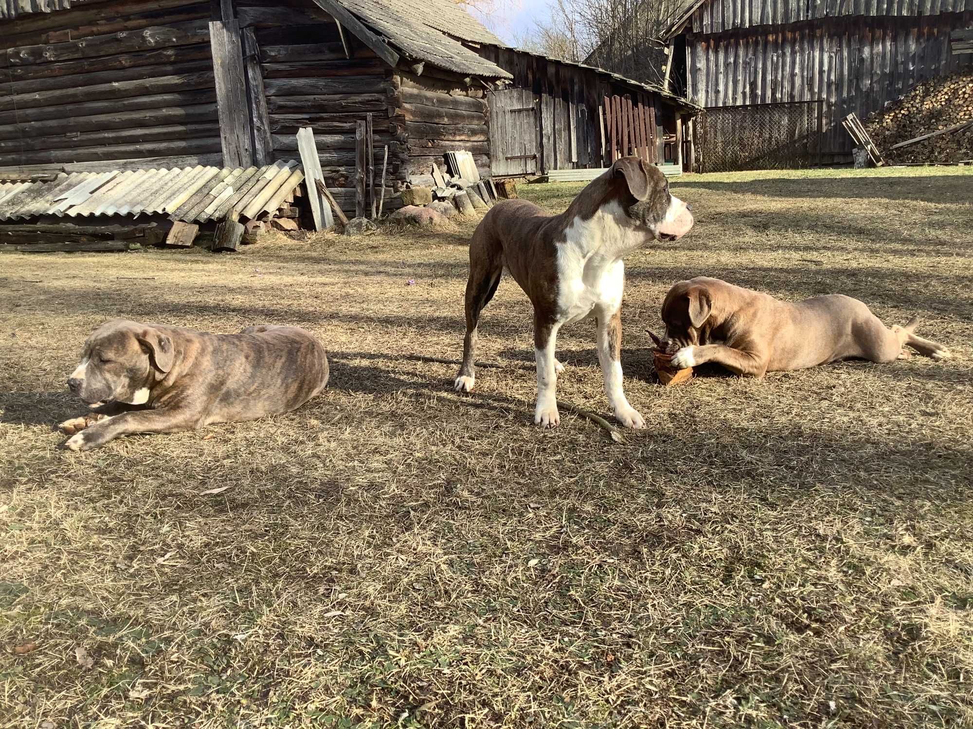 American Bandog szczeniak pies