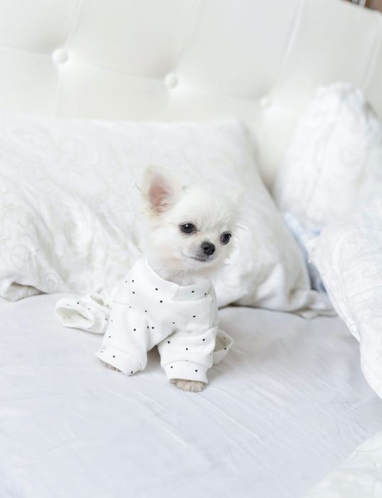 Tea cup chihuahua FCI