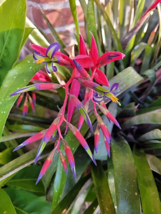 Billbergia bromélia
