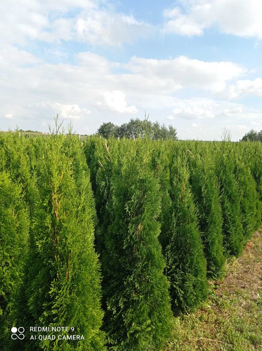Tuja szmaragd Promocja 80-190cm