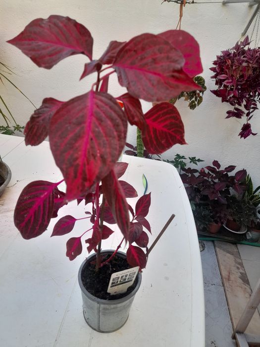 Planta natural desponivel em três tamanhos.