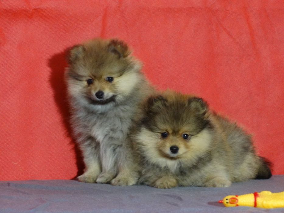 Szpic miniaturowy suczka z rodowodem