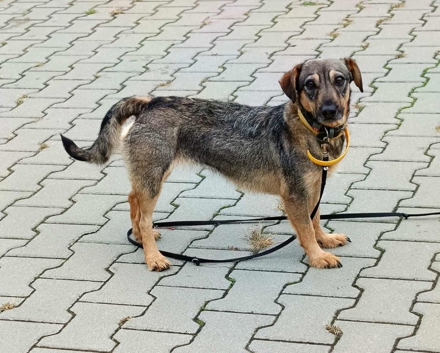 Młoda suczka do adopcji!