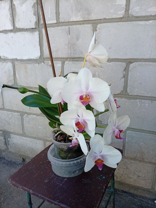 Продам орхідеї срочно