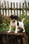 Szczeniak Jack Russell Terrier- suczka