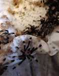 Psalmopoeus irminia L1 pająk ptasznik