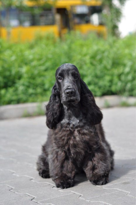 Cocker Spaniel szuka rodzinke