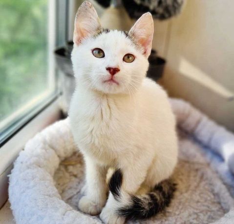 Тайлер - белый котенок с полосатым хвостиком, 4,5 м. (кот, кошка)