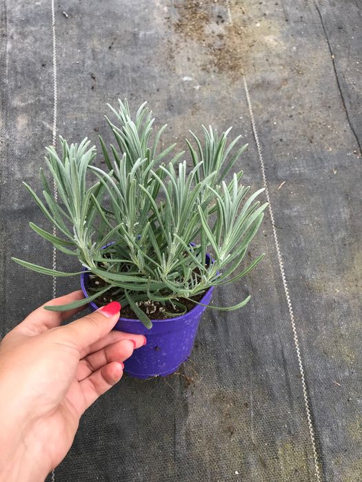 Lawenda Grosso 10szt.