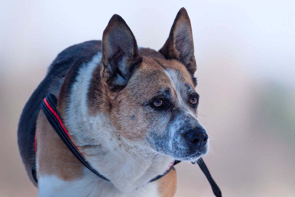 Ada-pięknie umaszczona sunia szuka domu [FILM]