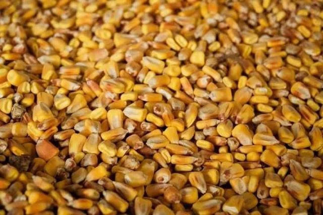 Зерно кукурудза, пшениця