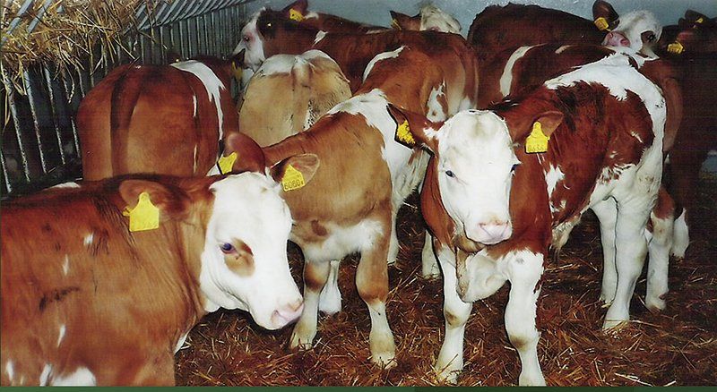 cieleta byczki cielaki cała Polska mleko w proszku koncentrat