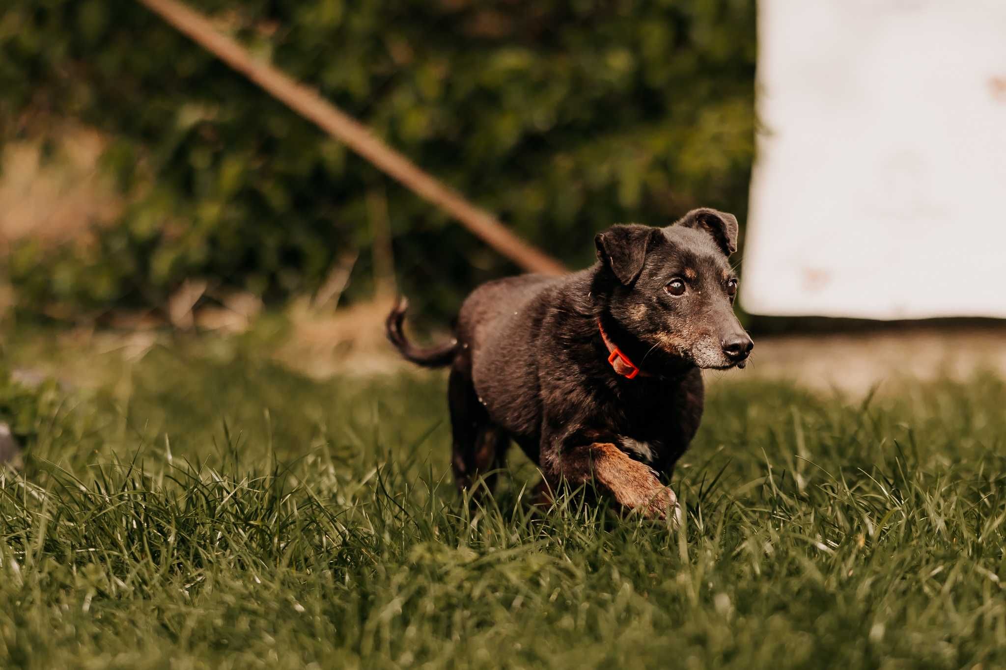 Mały, przesłodki psiak Krzyś poleca się do adopcji!