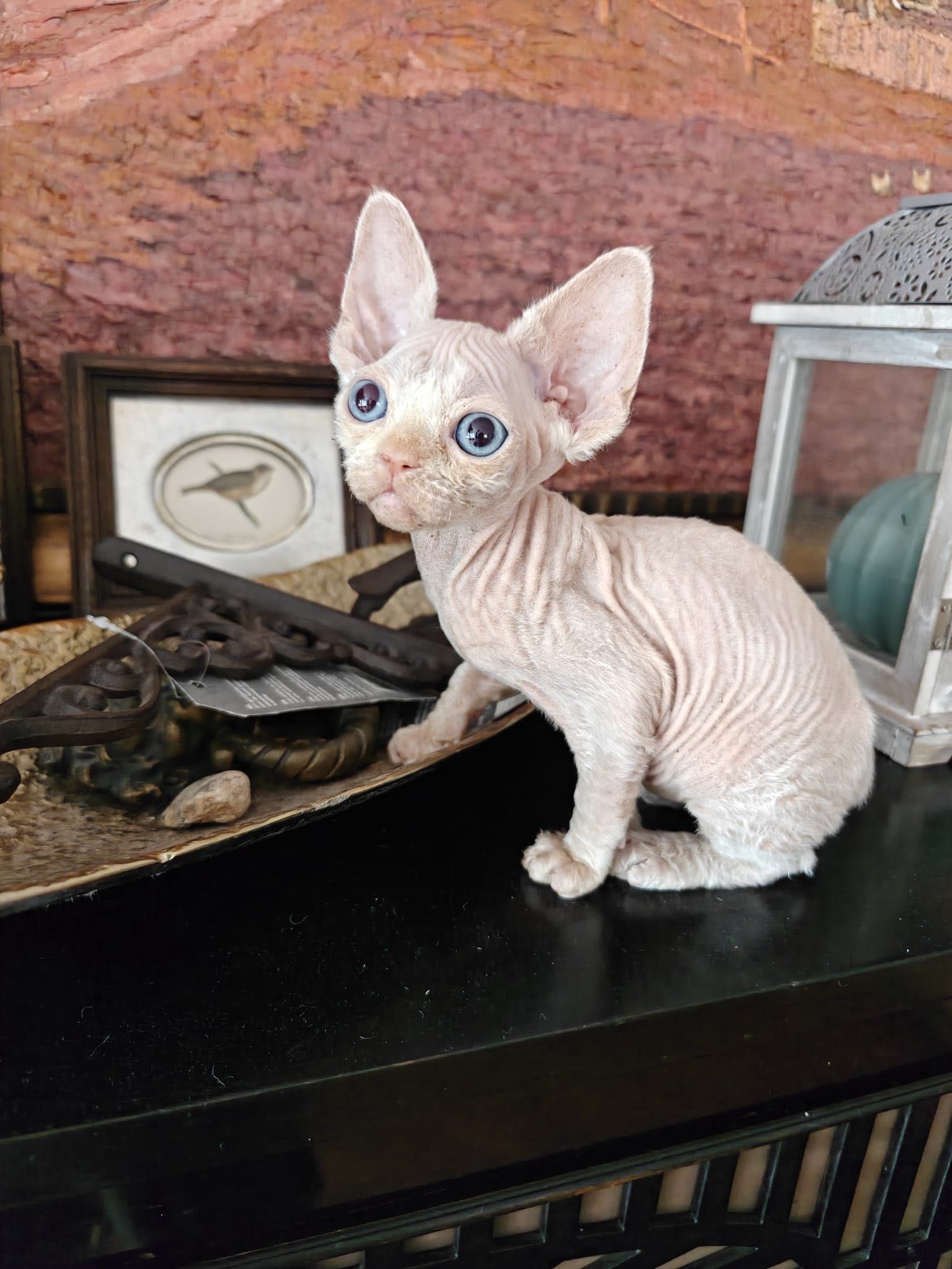 Chłopcy Devon Rex Sopot