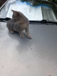 Віддам кошенятко в добрі руки
