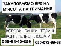 ПРОДАМ КОРОВУ на утримання проводимо обмін на вашу худобу