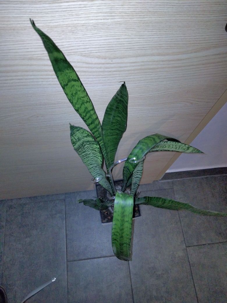 Sansevieria duża ponad 1 metr