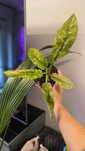 Philodendron Ring od Fire filodendron nr1