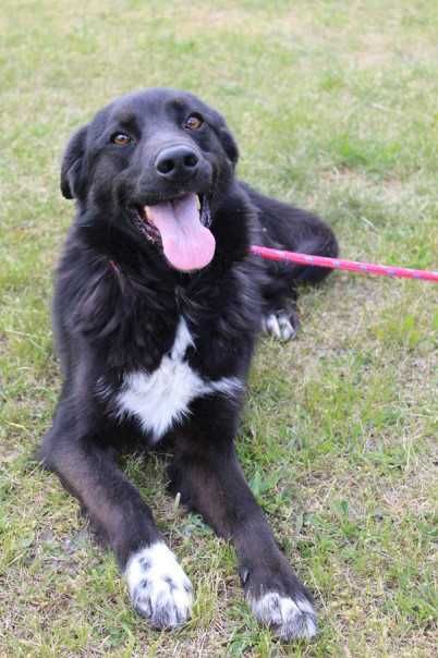 583130 Antoni do adopcji