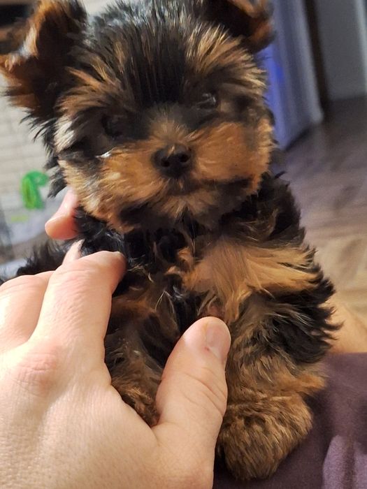 Yorkshire terrier MINI