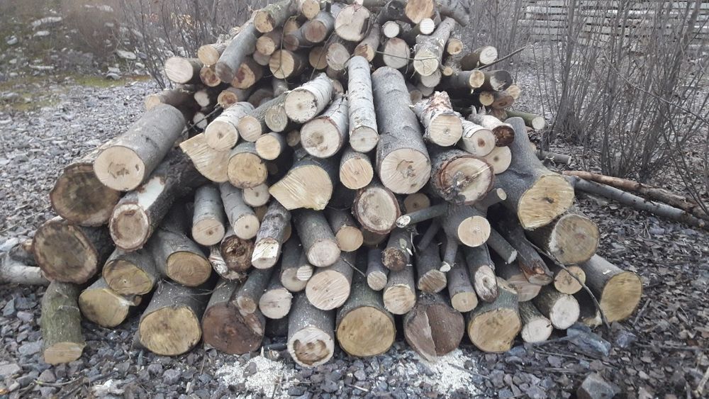 Клен, тополь ясен вишня ябоуня абрикос