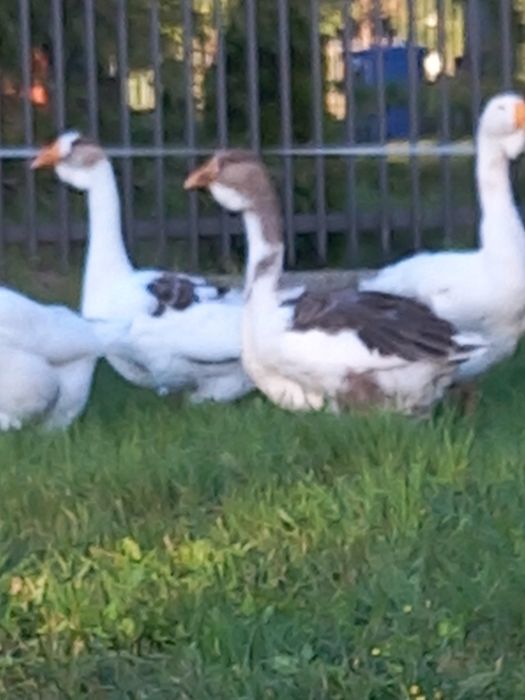 Gęsi chołmogorskie