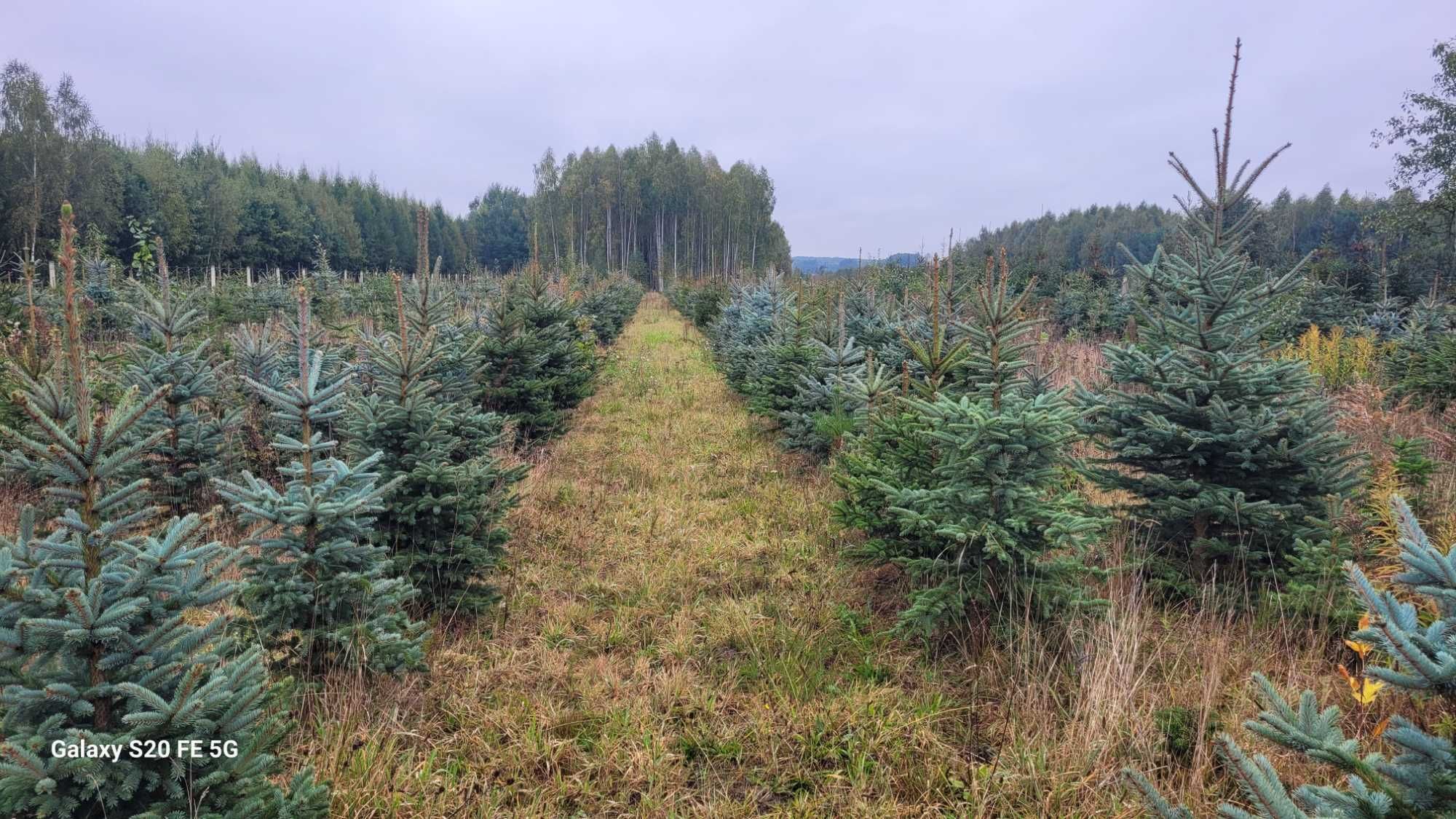 Choinki Plantacja, Świerki, Srebrne, Jodły, Doniczki