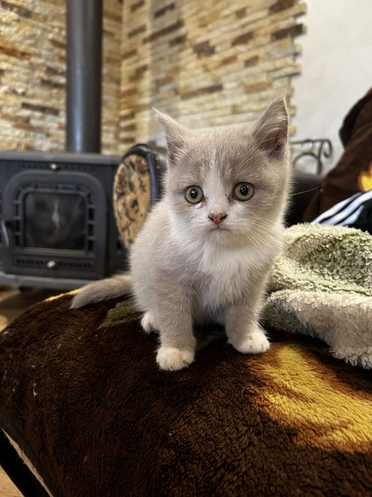 Британські кошенята