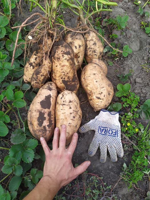 "Продам  клубни батата !  батат Киев"