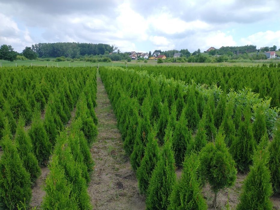 Thuja Smaragd 120,130,150,160 cm! Dowóz! Tuja Szmaragd! Sadzimy tuje!