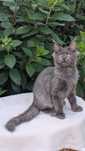 Simpson kocurek niebieski solid Maine Coon. Zapraszamy