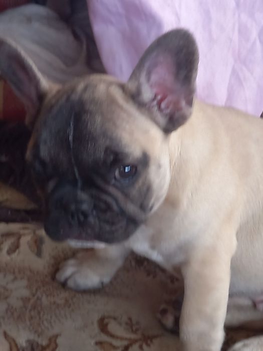 Мейсон французский малыш