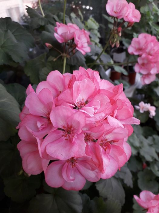 Пеларгония махровая герань