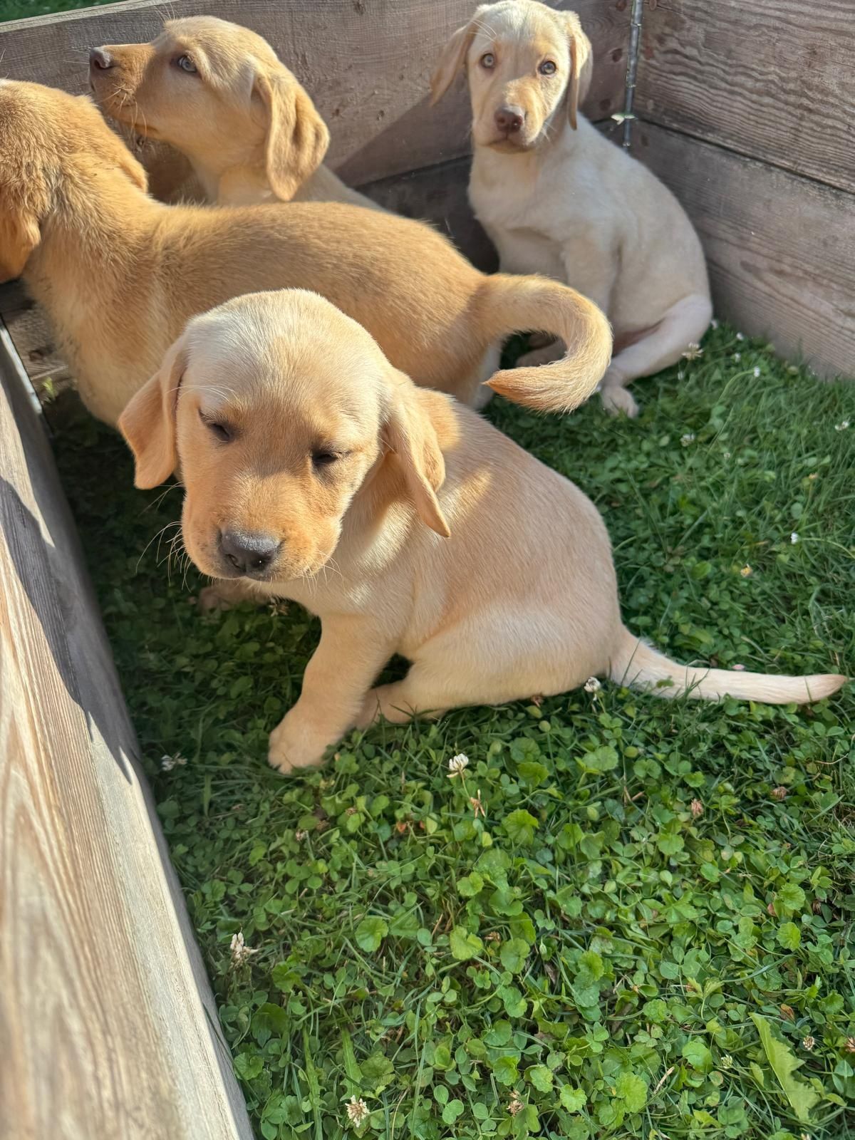 Labrador retriever szczeniak