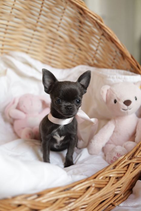 Niebieska sunia chihuahua  XS fci