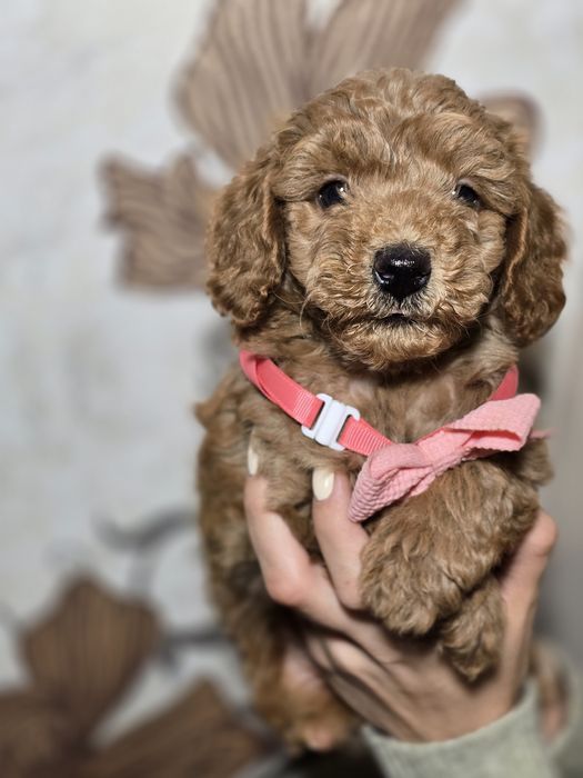 Maltipoo f1 suczka szczenię metryka chip pieski