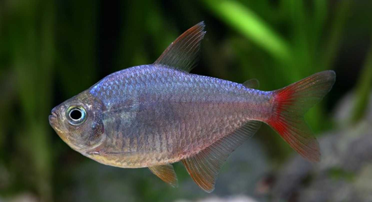 Bystrzyk kolumbijski - Hyphessobrycon columbianus - dowóz, wysyłka