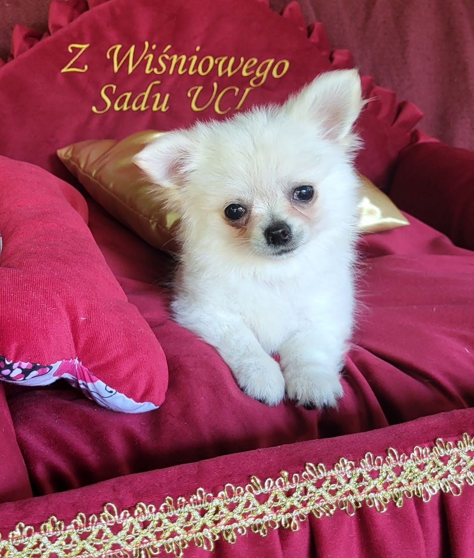 Chihuahua piesek