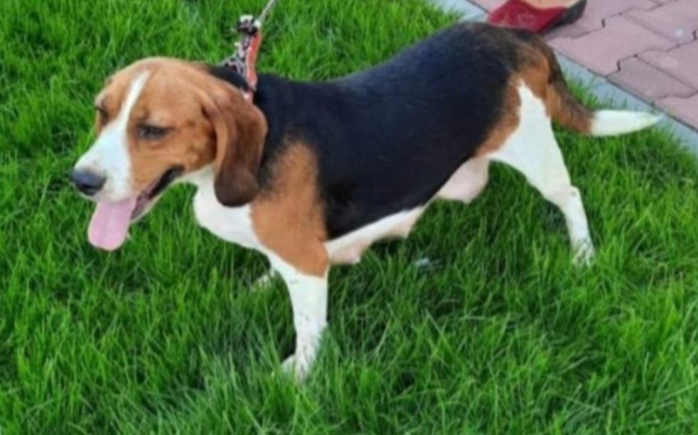 Beagle Śliczny Szczeniak Zaprasza